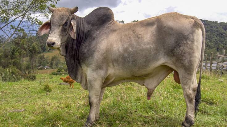 Empresarios franceses se interesan en la ganadería colombiana