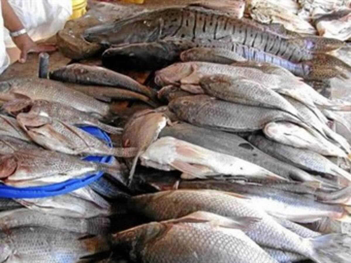 Autoridades incautan cerca de 8.000 kilos de pescado en Boyacá