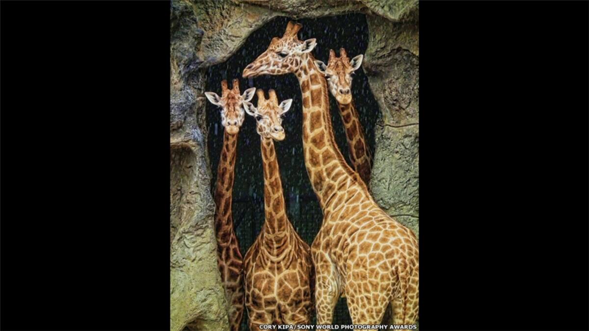 Sólo queda un mes para inscribirse en el concurso 2014 Sony World Photography Awards. He aquí una selección de imágenes presentadas hasta ahora en las categorías abiertas. Esta foto fue tomada por Carlos Duarte en el valle de Omo, Etiopía.