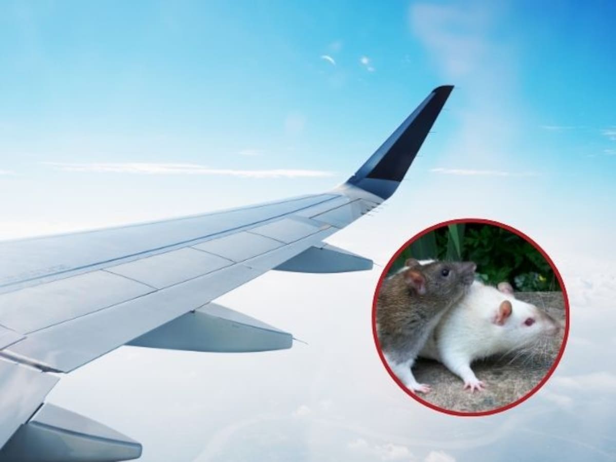 ¿Por qué son prohibidos los roedores en los aviones? La curiosa pero importante razón