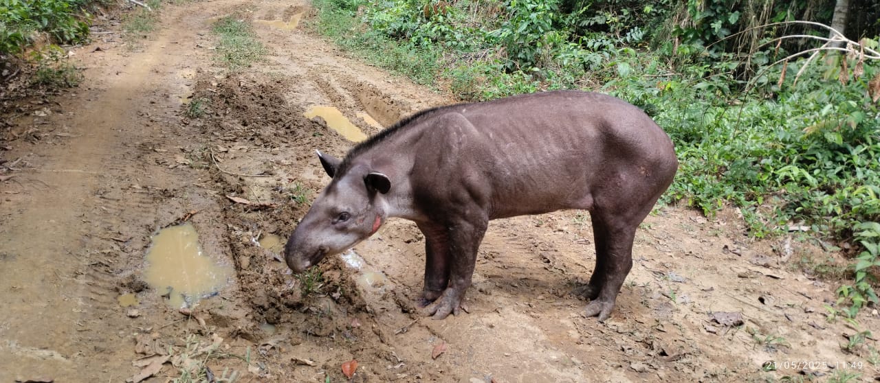 Danta herida por mina antipersonal, luego de dos días murió- foto cortesía