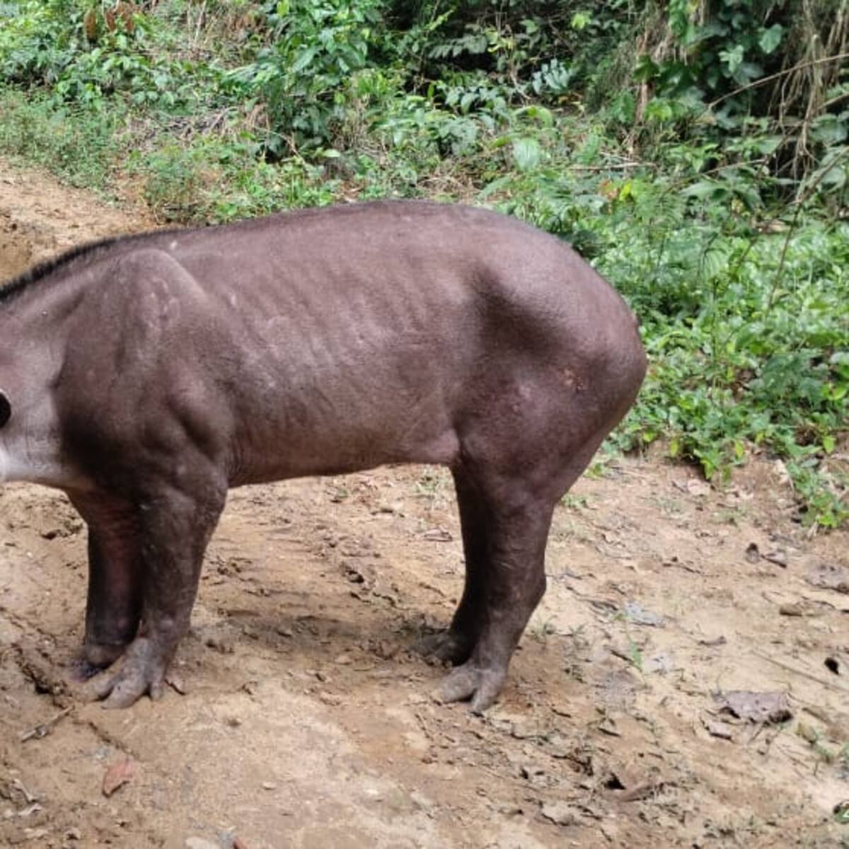 Una danta murió al pisar una mina luego de un combate entre ilegales en zona rural de Remedios