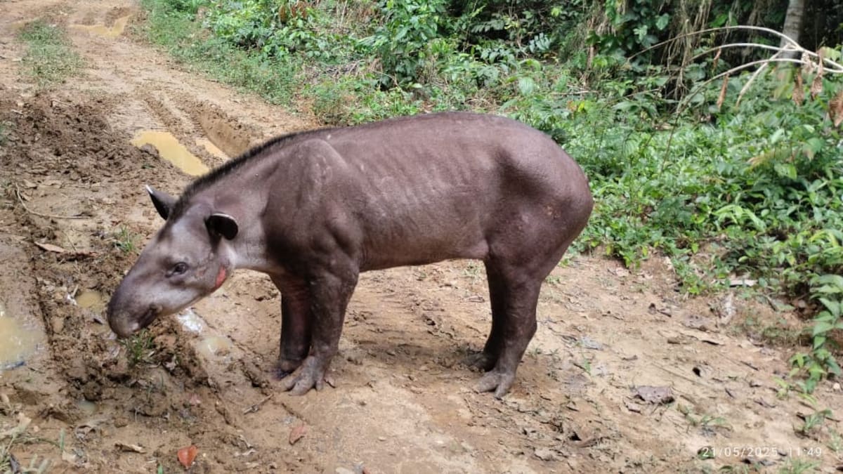 Una danta murió al pisar una mina luego de un combate entre ilegales en zona rural de Remedios