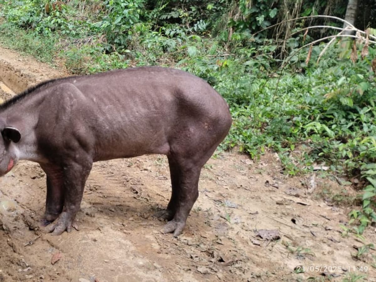 Una danta murió al pisar una mina luego de un combate entre ilegales en zona rural de Remedios