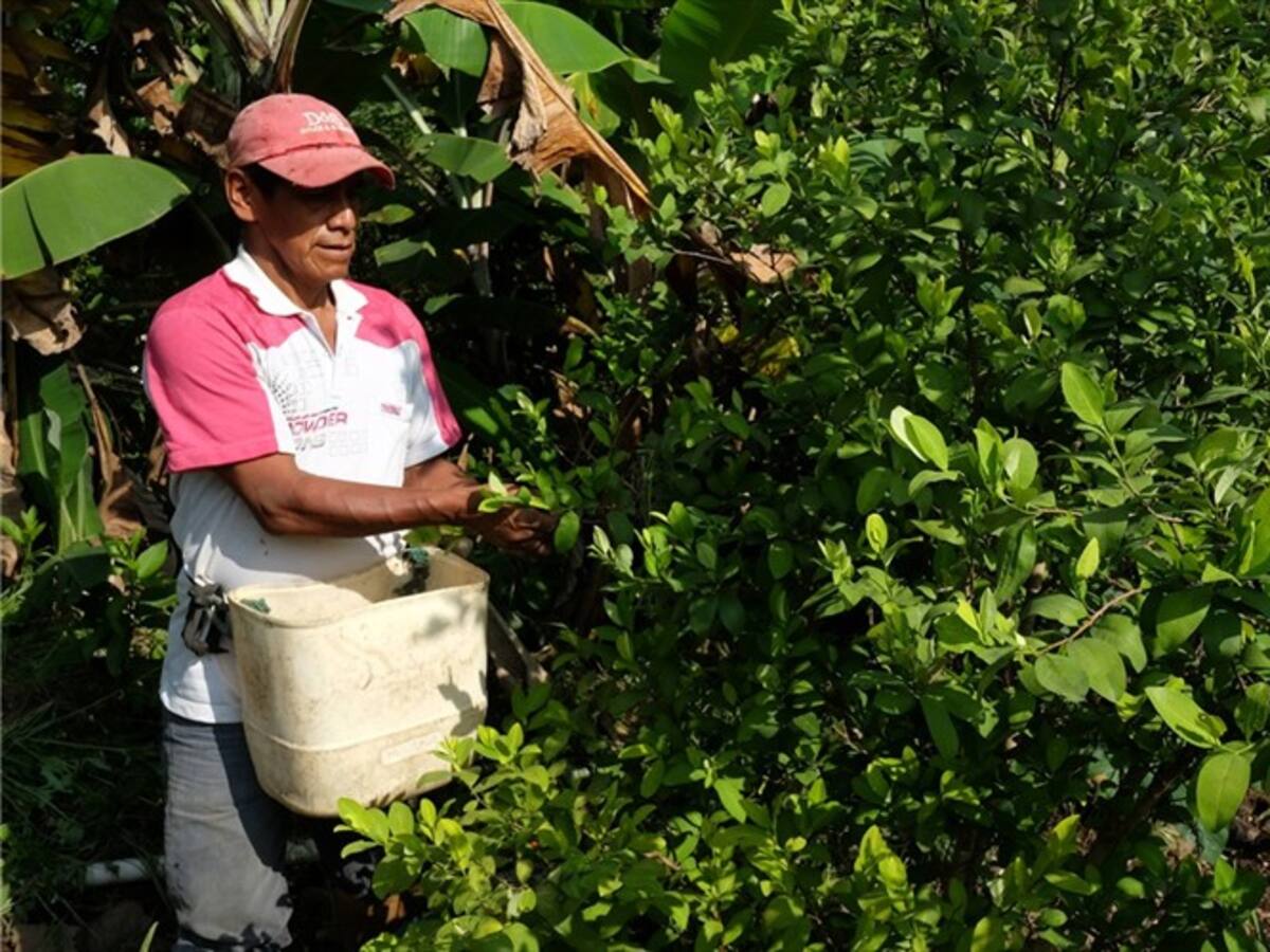 Solución a cultivos ilícitos debe involucrar a campesinos: Alcalde de El Retorno