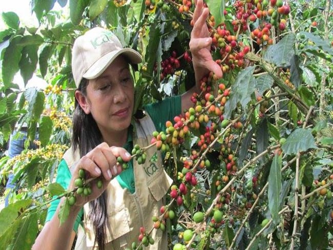 El propósito es evitar afectaciones por invierno en los cultivos de café, cacao, aguacate hass y arroz.