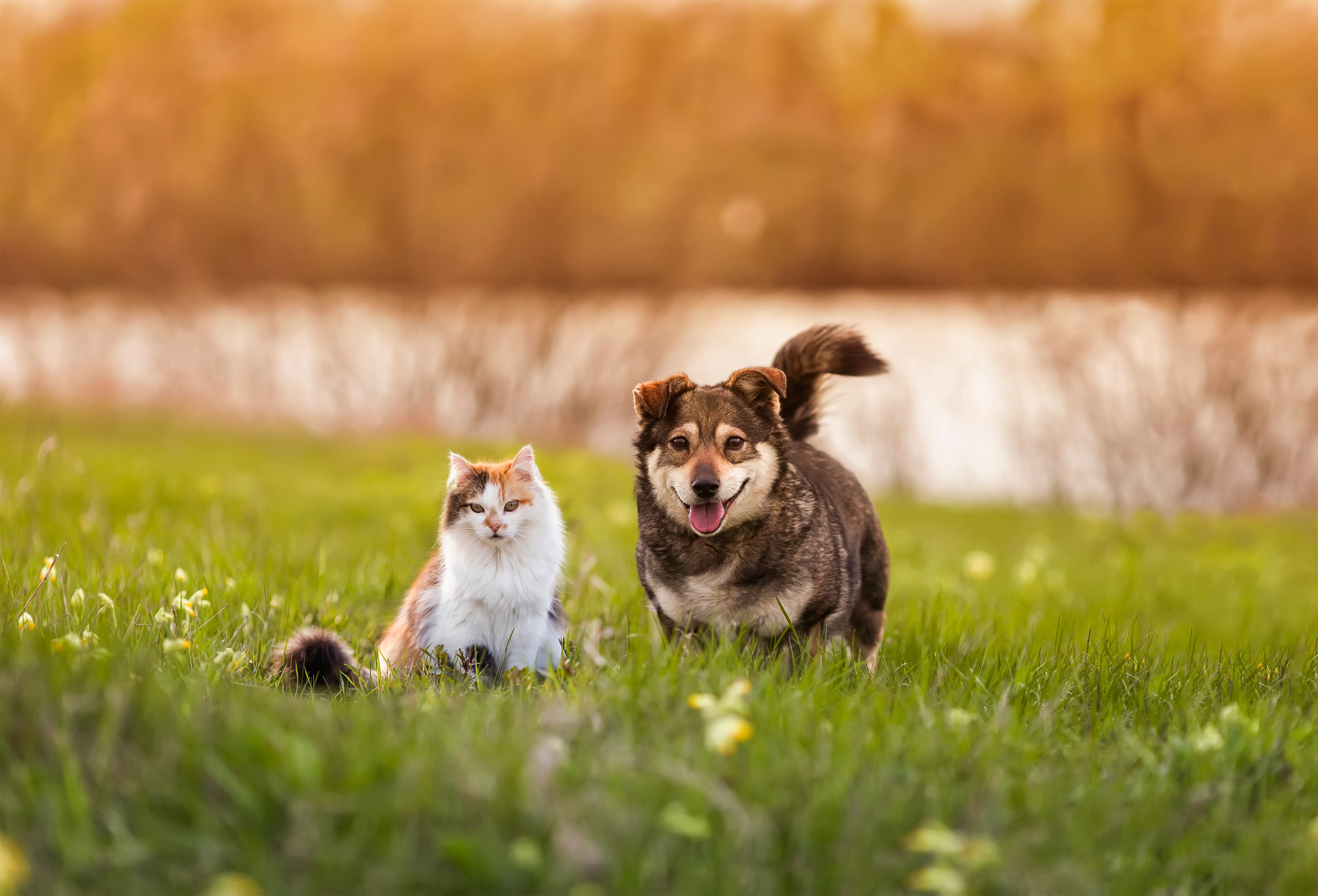 Un perro y un gato caminando en un parque junto (Getty Images)