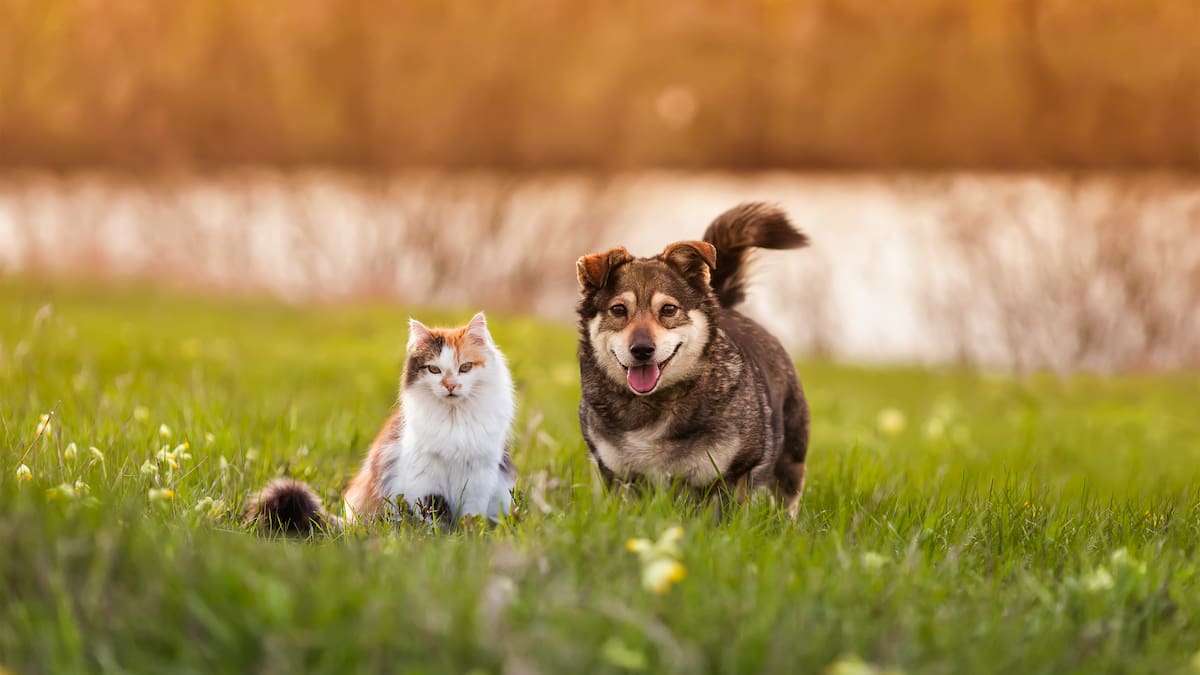 Pilas: Así puede adoptar perros y gatos gratis en Bogotá
