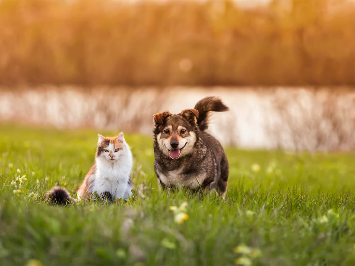 Pilas: Así puede adoptar perros y gatos gratis en Bogotá