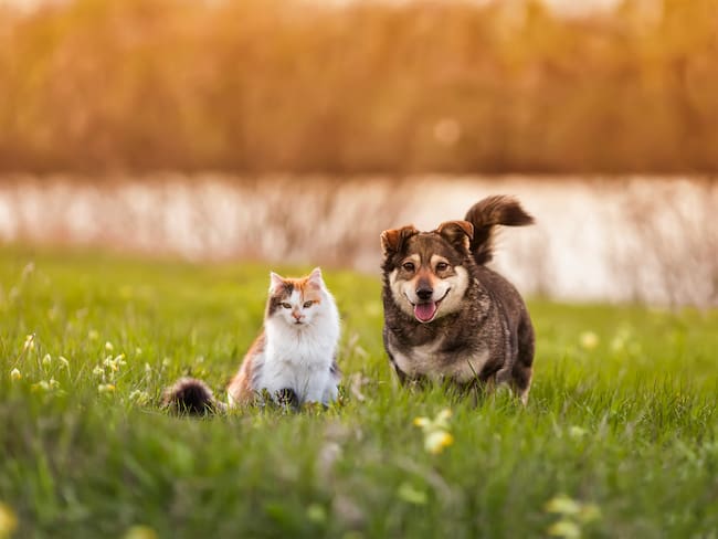 Un perro y un gato caminando en un parque junto (Getty Images)