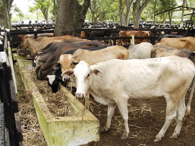 Agua y buena comida para proteger al ganado de la ola de calor