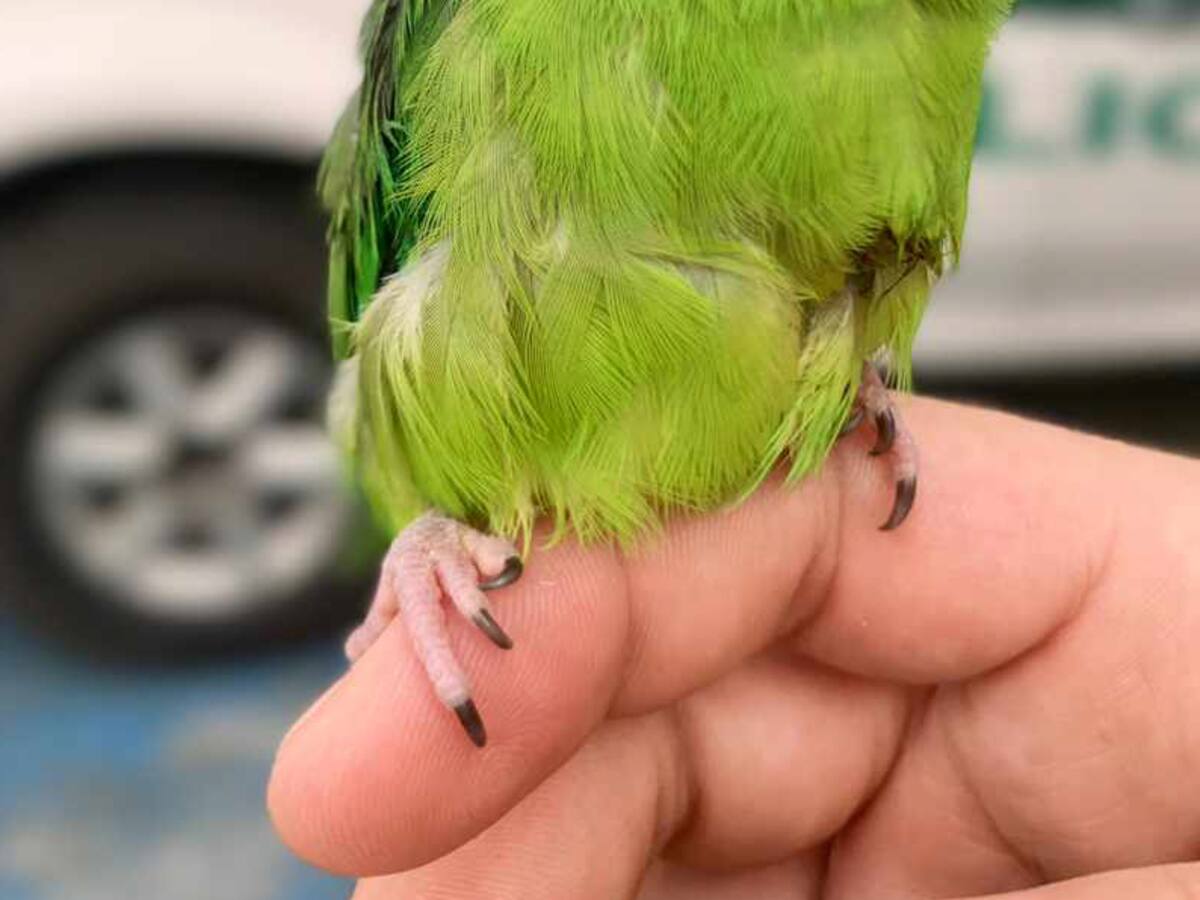 Rescataron varias especies de fauna silvestre tenidas como mascotas en Caldas