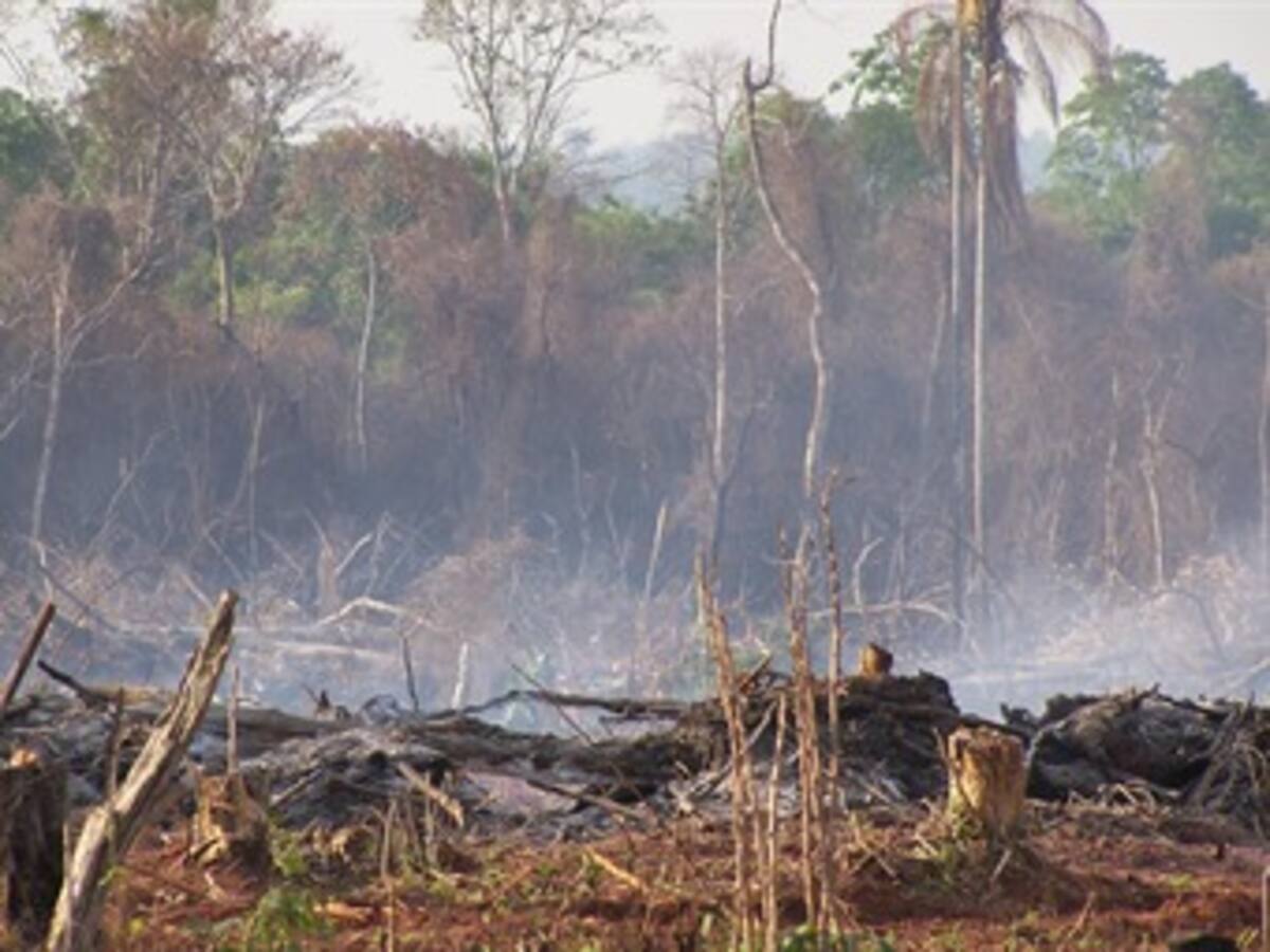 Crítico descenso de Colombia en materia ecológica