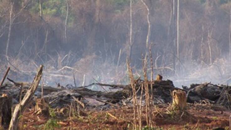 Crítico descenso de Colombia en materia ecológica