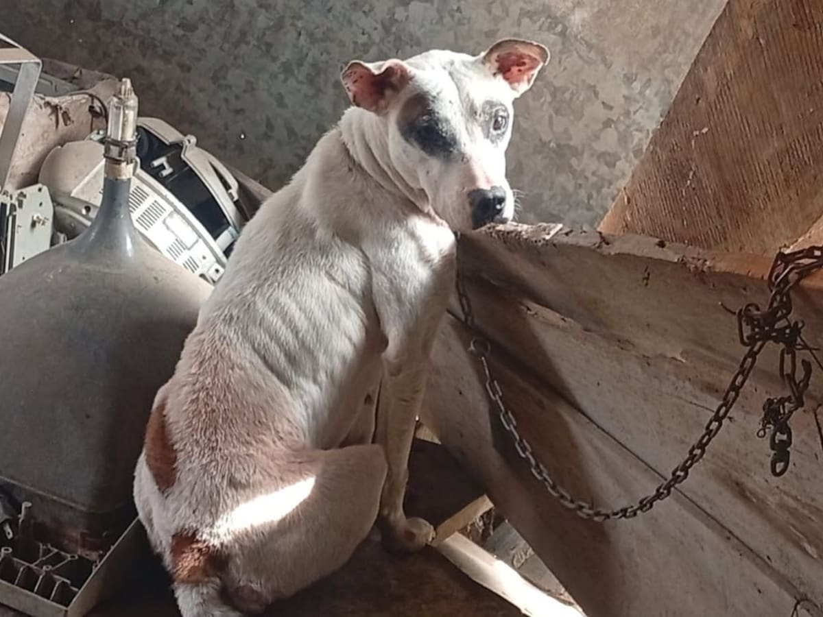 Nueve perros fueron rescatados por las autoridades en Armenia tras presunto maltrato animal