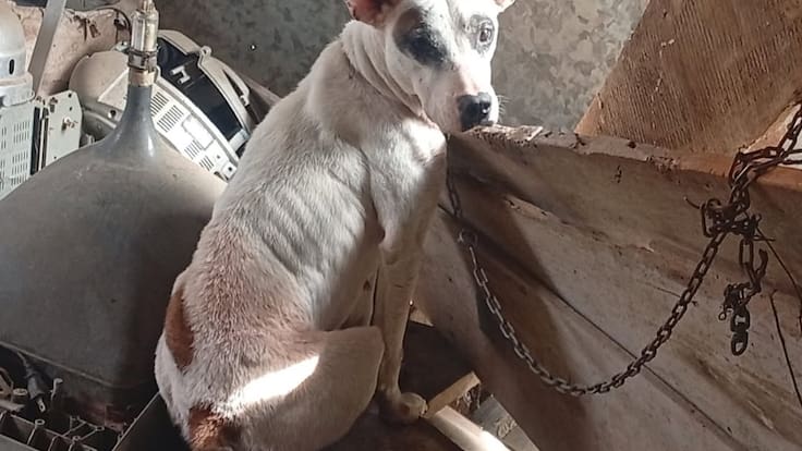 Secretario de Gobierno de Armenia sobre rescate de perros