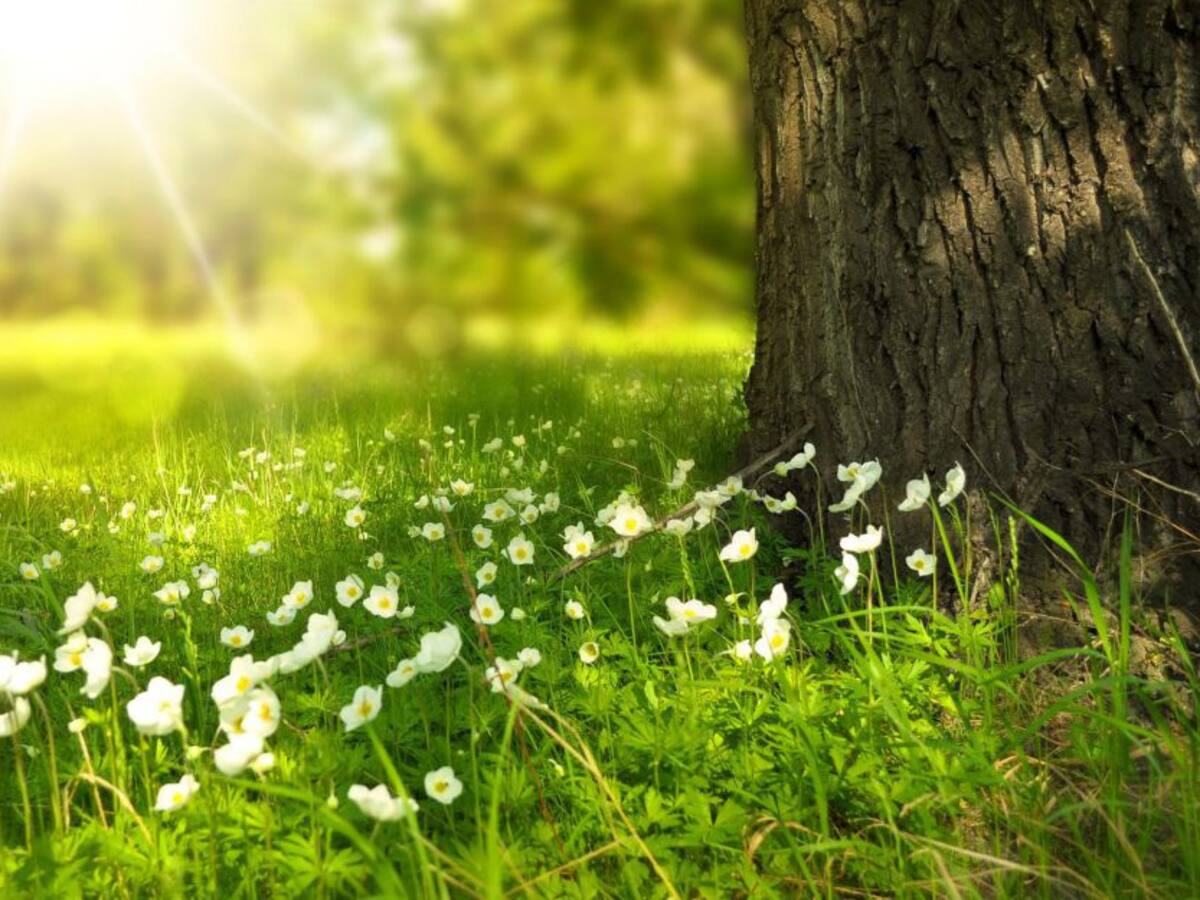 Chamanismo: conectar las realidades del nahual y tonal