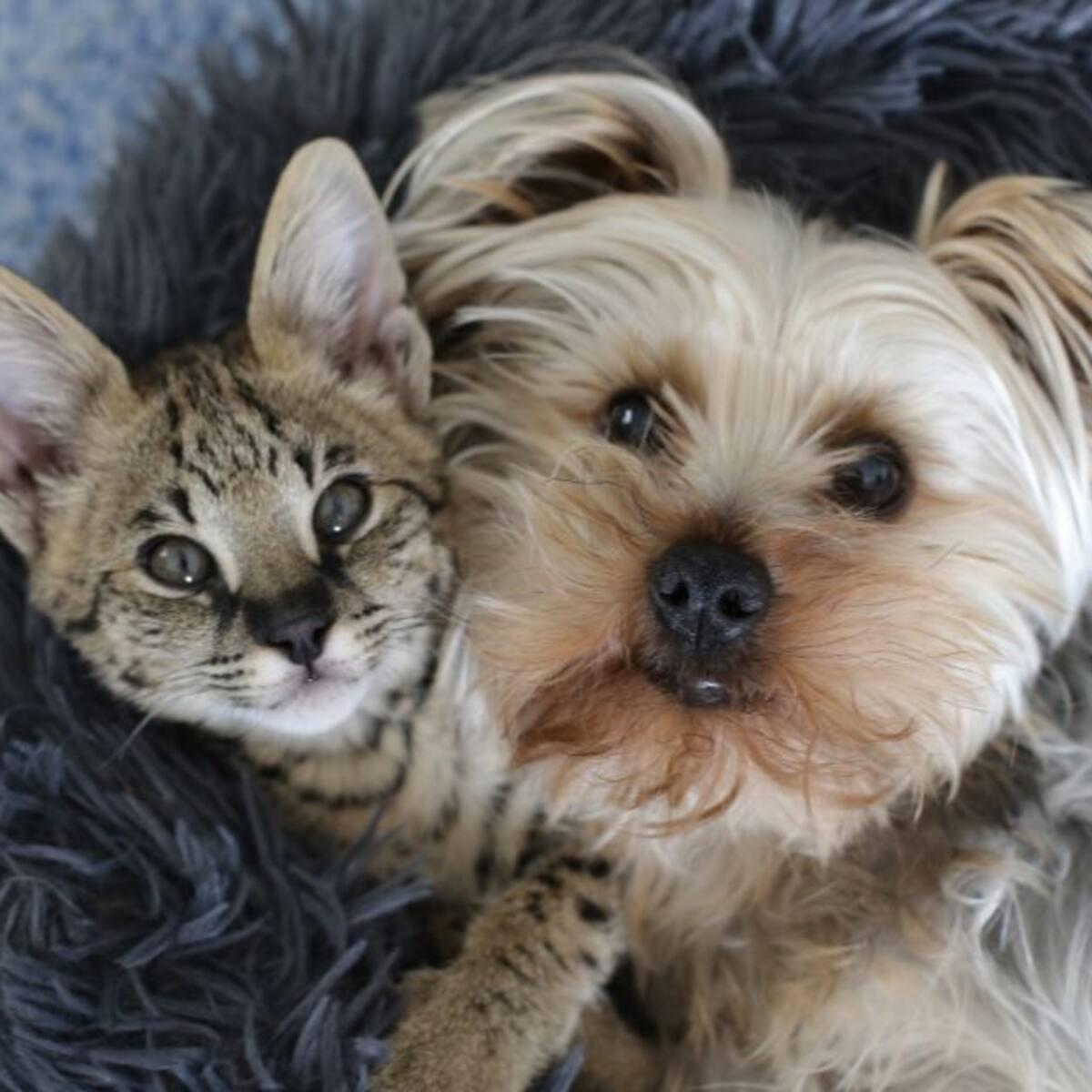 Un amigo para toda la vida: Cómo adoptar una mascota este sábado en Bogotá