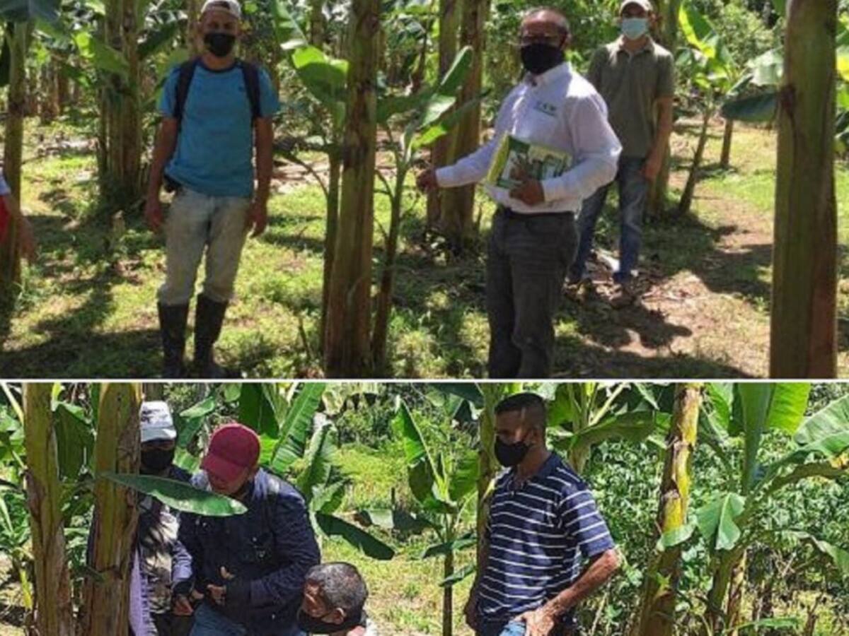 Productores de Bolívar se capacitan en control de plagas agrícolas