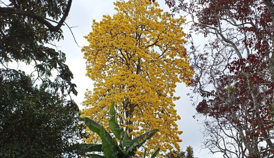 Guayacanes en la avenida centenario de Armenia