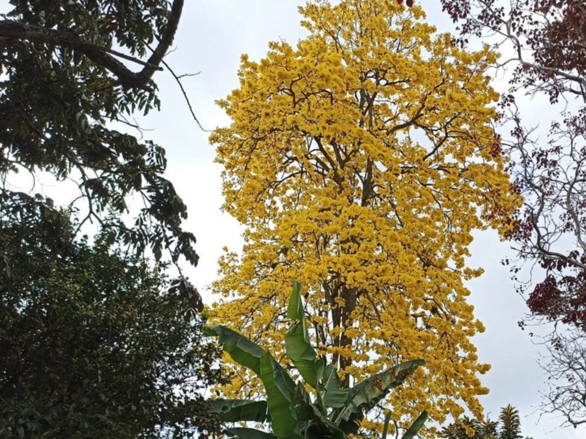 Martes 8 de Febrero, las principales noticias de Armenia y Quindío