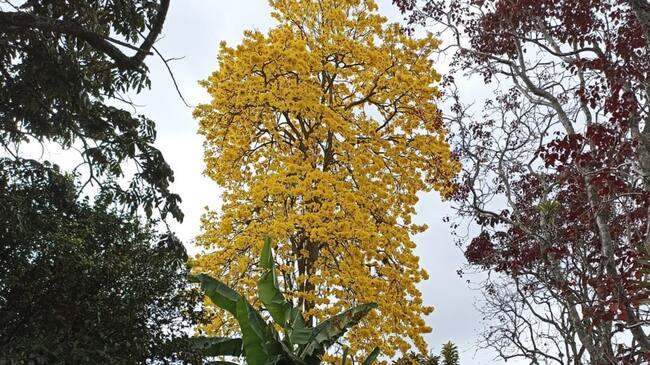 Guayacanes en la avenida centenario de Armenia