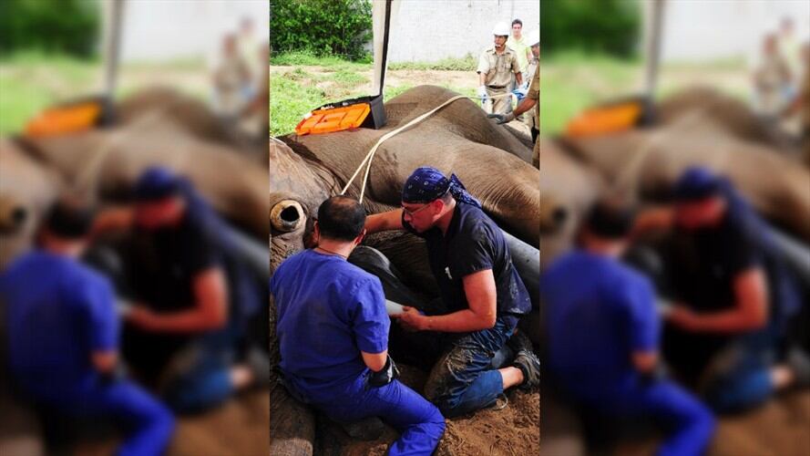 El elefante Tantor será anestesiado y continuará así durante todo el proceso, con el fin de que el colmillo fracturado sea adecuadamente examinado e intervenido. Foto: Zoológico de Barranquilla