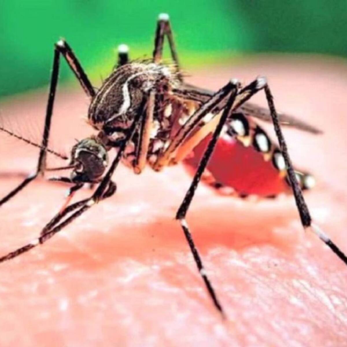 Dengue en el Valle deja 3000 contagiados y ocho personas muertas