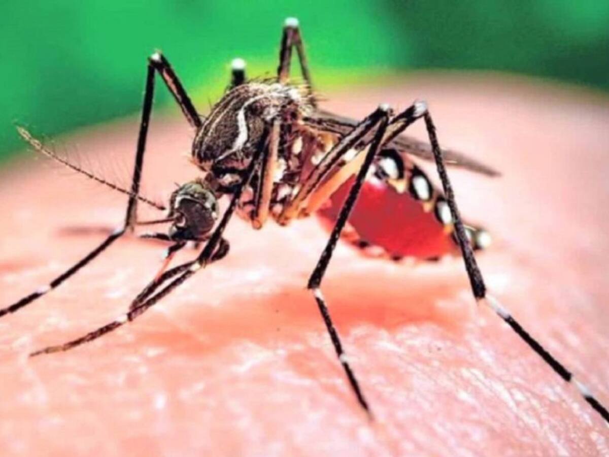 Dengue en el Valle deja 3000 contagiados y ocho personas muertas