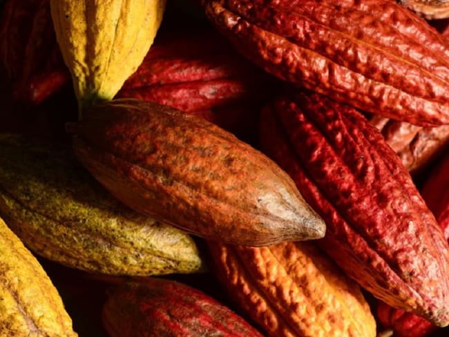 Lanzan Agrocacao, un fertilizante para mejor producción y calidad del cacao