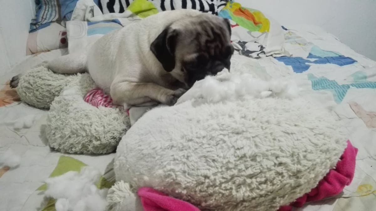 Paola Andrea Medina nos envía la foto de Sasha, al parecer no le gusta mucho el peluche de su mamá