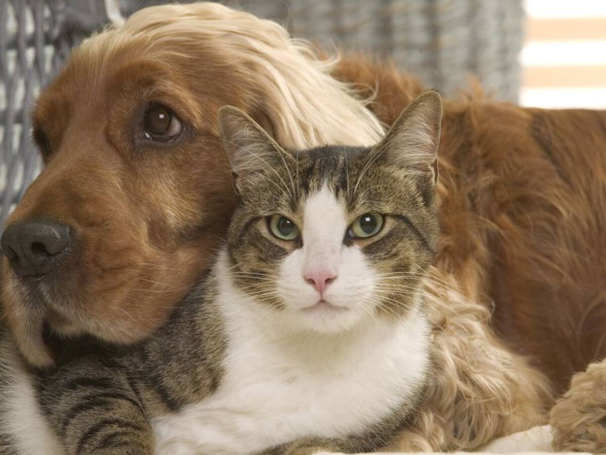 Más de 378 perros y gatos esterilizados en julio