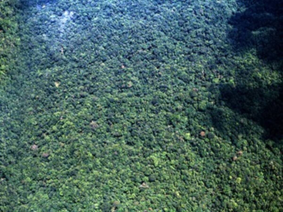 Interconexión eléctrica de Colombia y Panamá respetará selva del Darién