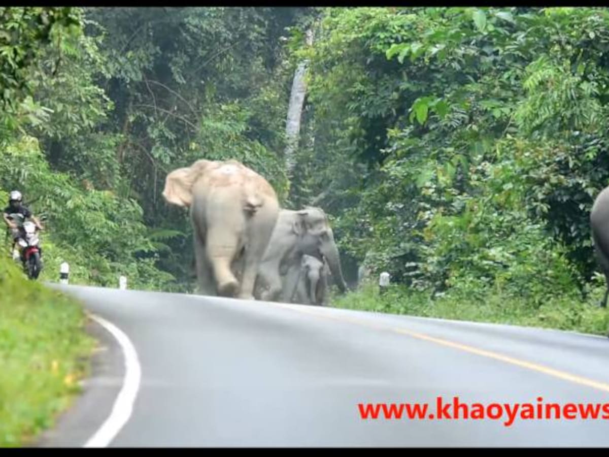 Elefantes se molestan con el ruido de una moto en parque de Tailandia