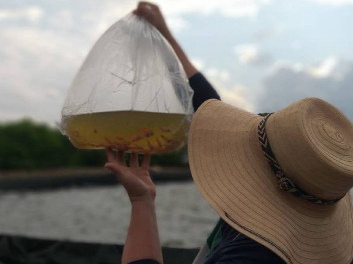 En Tolima buscan revolucionar el sistema de producción de tilapia roja