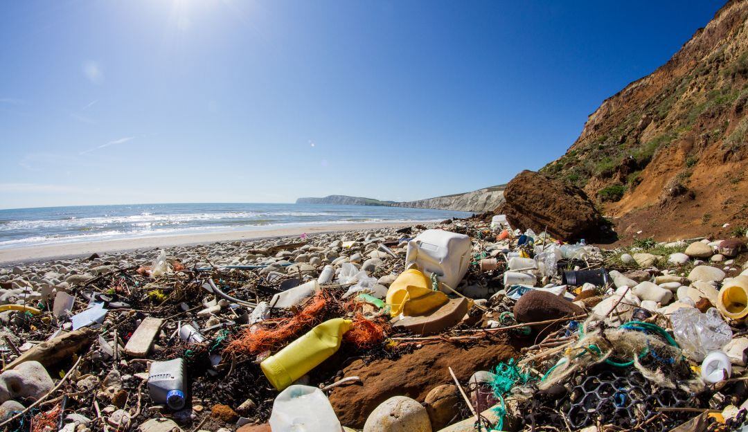 Encuentran tapabocas y bolsas de plástico en un delfín