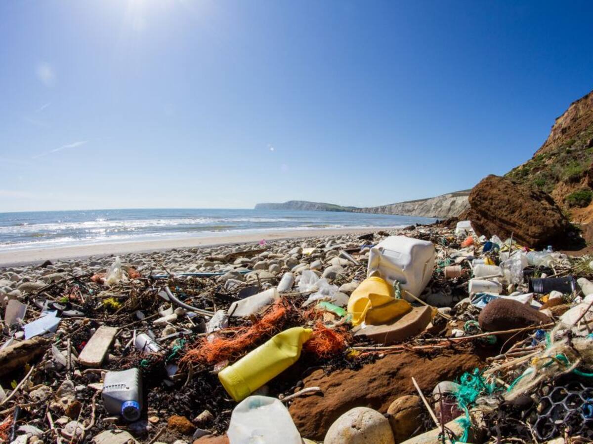 Encuentran tapabocas y bolsas de plástico en un delfín