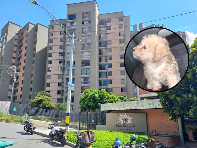 Una mujer habría lanzado al perro de su expareja del piso 12 de un edificio. Foto: Suministrada.