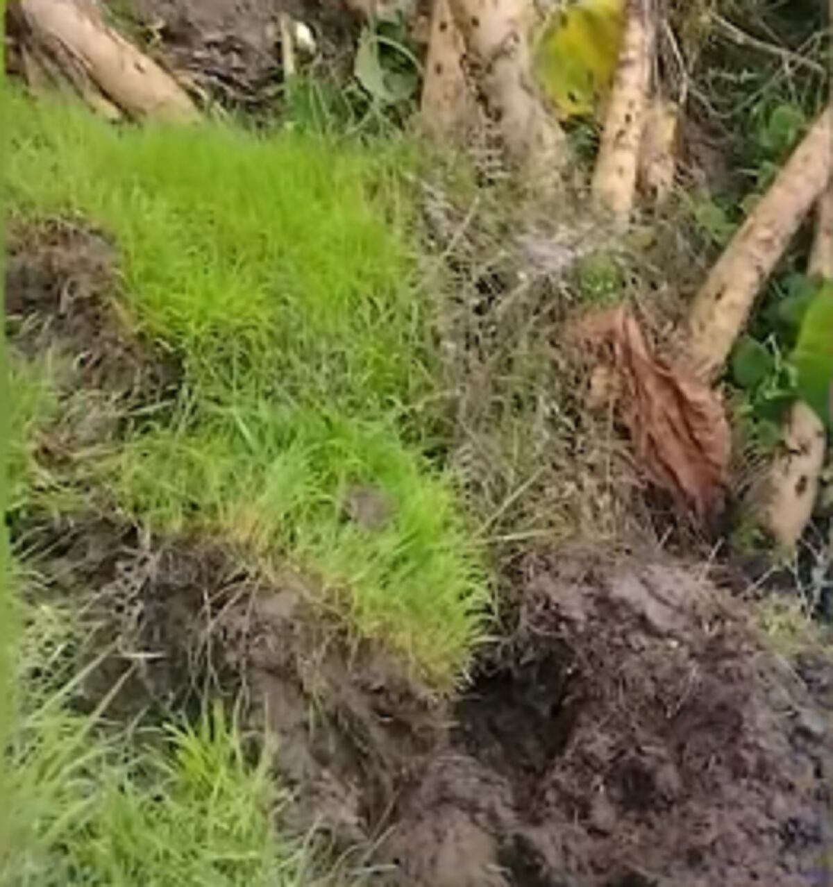 Crédito: Empocaldas.