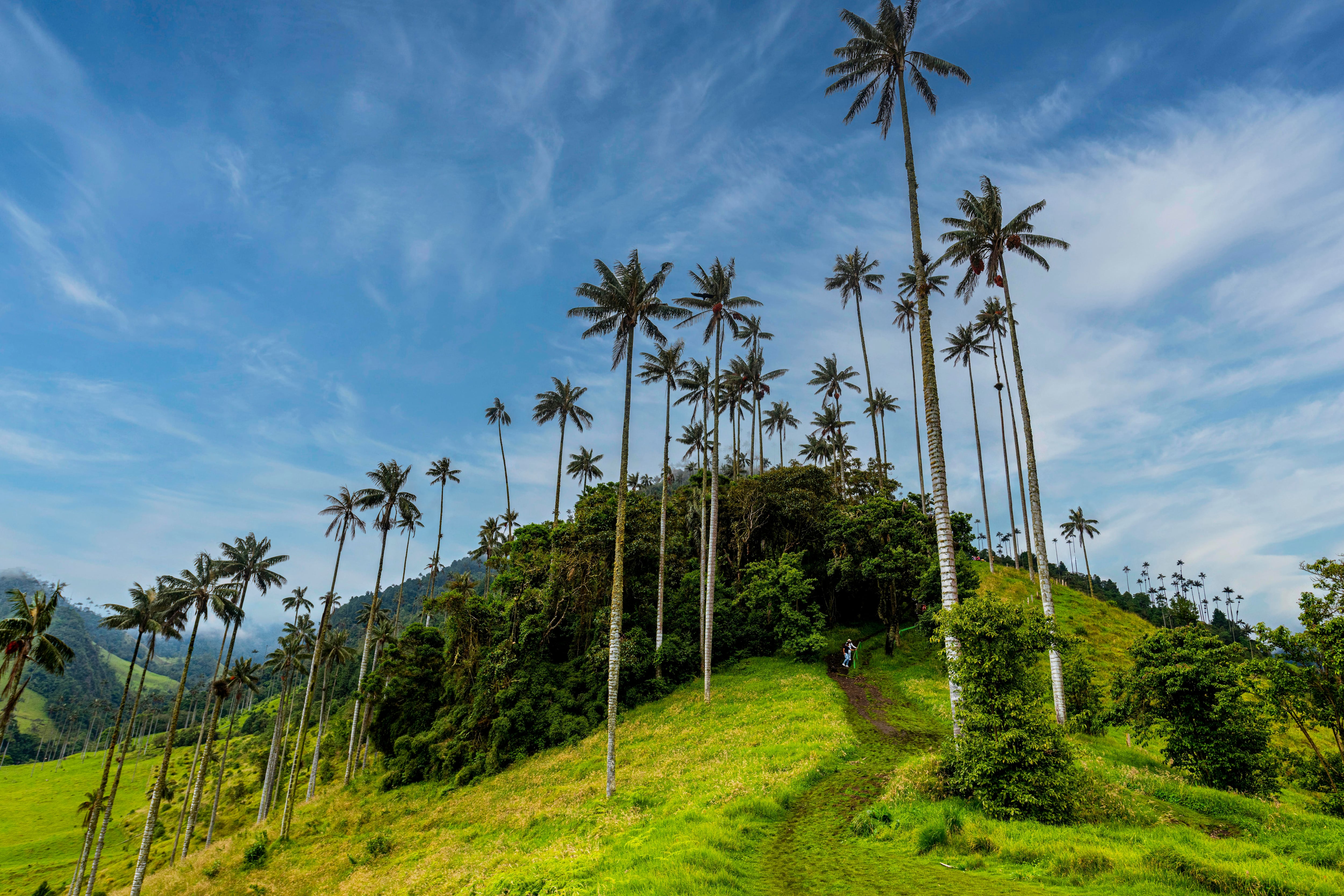 Palma de Cera en el Valle del Cocora (Getty Images)