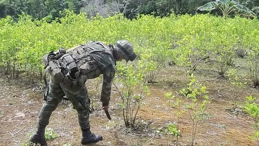 Fuerza Pública alcanzó meta de 50 mil hectáreas de coca erradicadas. Foto: Colprensa