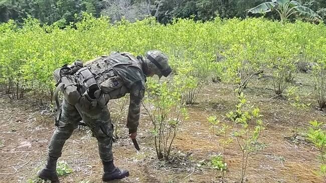 Fuerza Pública alcanzó meta de 50 mil hectáreas de coca erradicadas. Foto: Colprensa