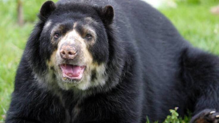 Aumenta la ocupación del Oso Andino en la cordillera occidental