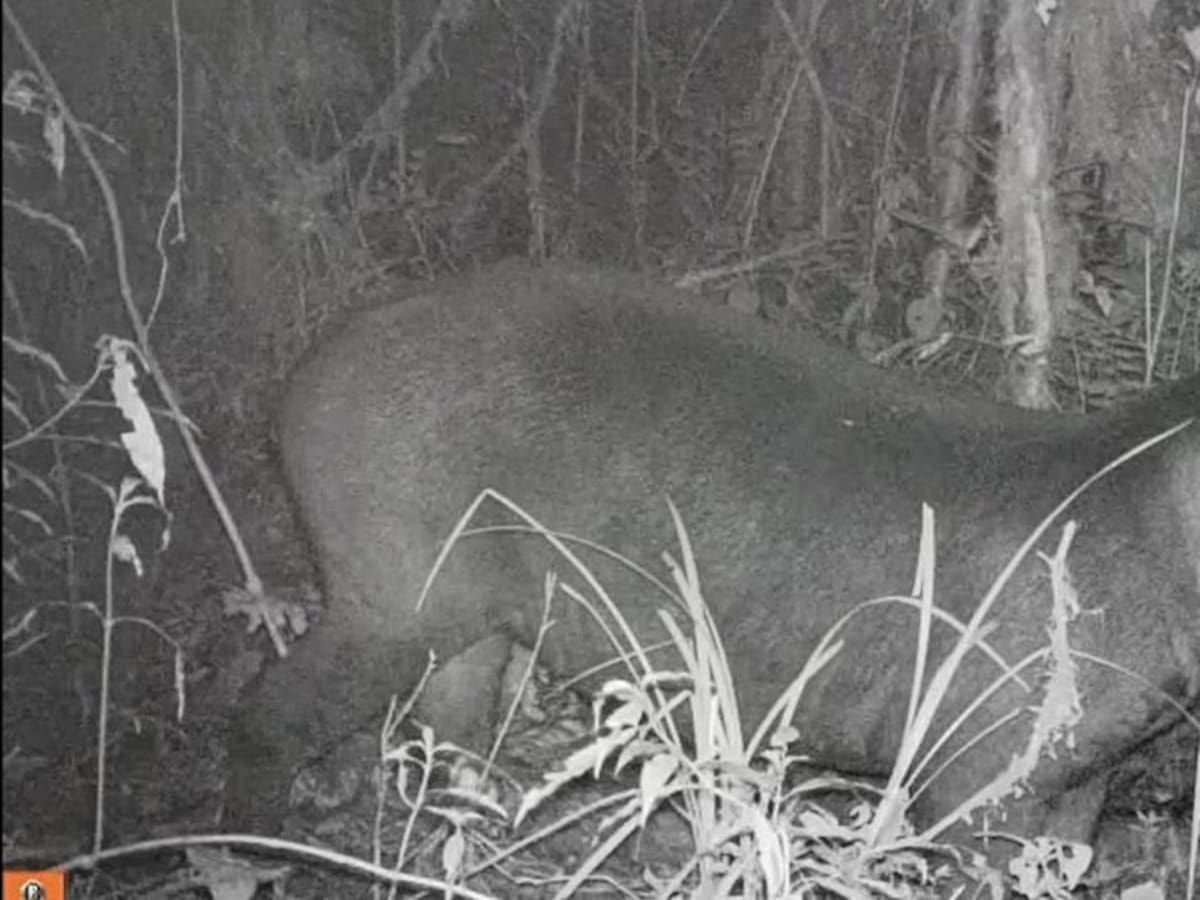 Huila, refugio del 41% de las aves y el 30% de mamíferos de Colombia, reveló la CAM