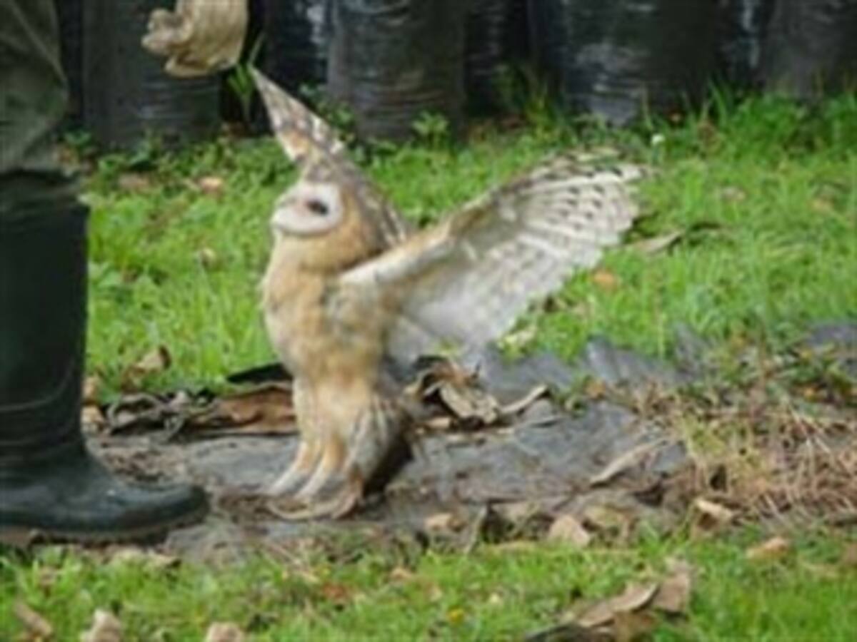En plena época invernal, las aves rapaces empiezan a sobrevolar Bogotá