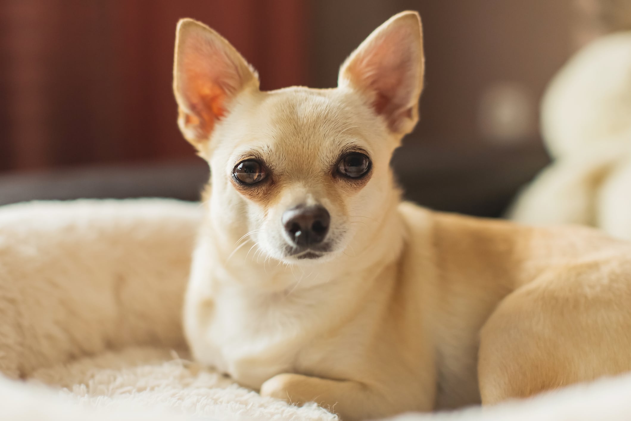 Perro chihuahua / Getty Images