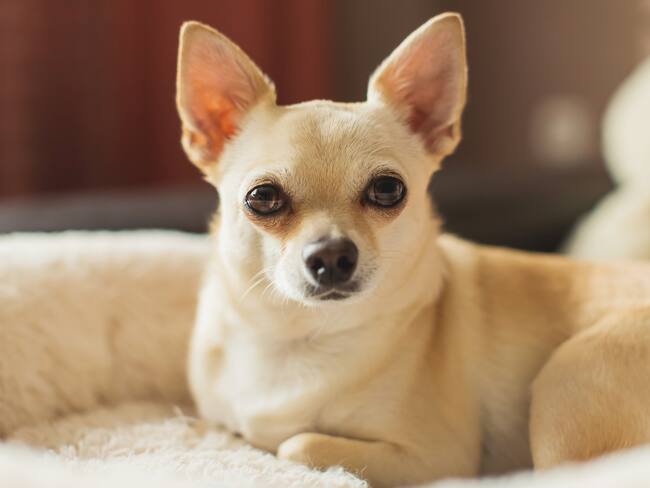 Perro chihuahua / Getty Images