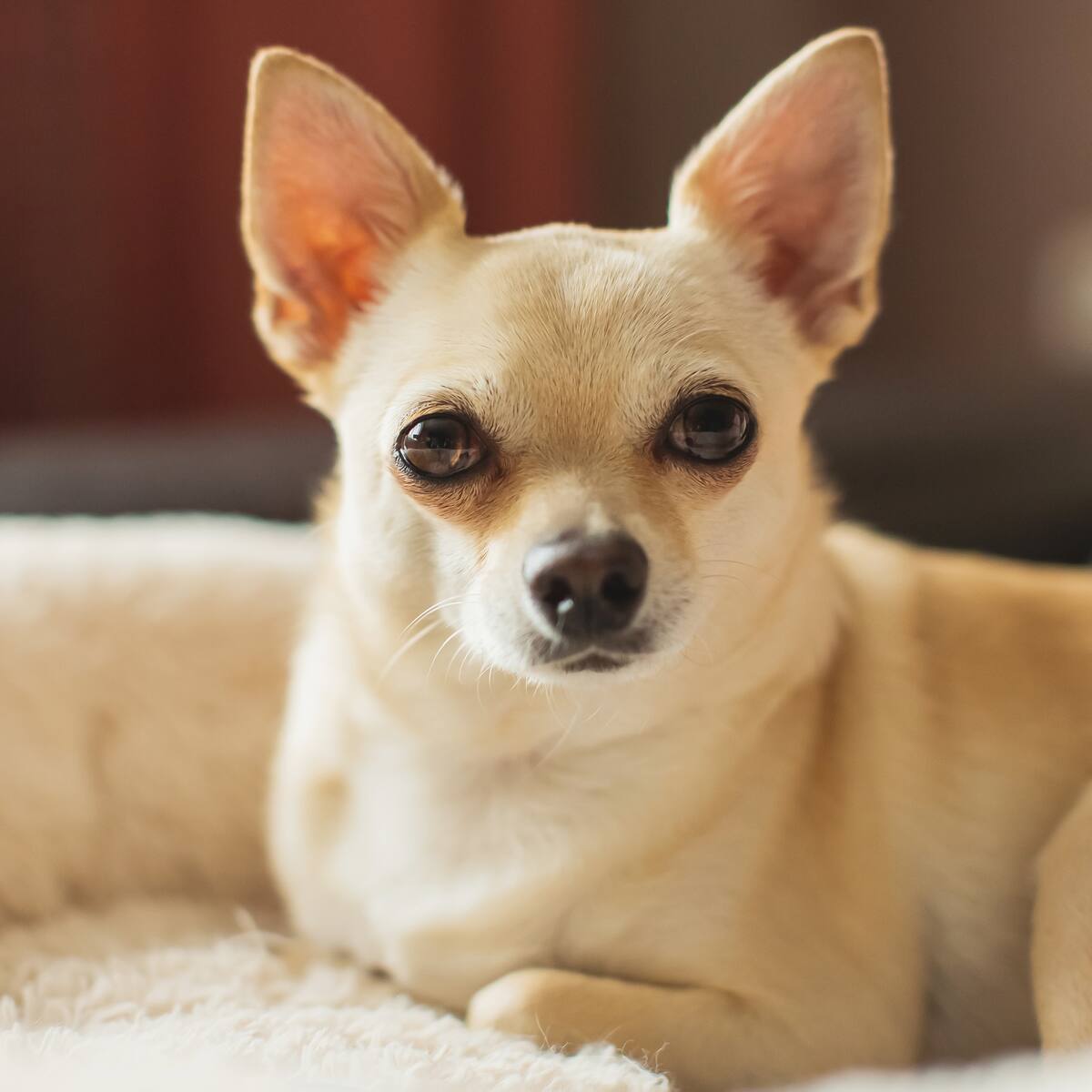 ¿Cuántos años aproximadamente vive un perro chihuahua? Cuidados y más