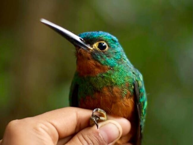 Colombia descubre 47 especies de flora y fauna