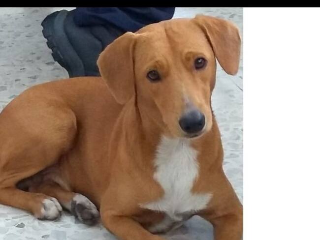 Un Firulais encariñado con los bomberos de Cali busca su hogar